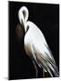 White Heron III-Kari Taylor-Mounted Giclee Print