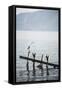 White Heron, Lake Toba (Danau Toba), North Sumatra, Indonesia, Southeast Asia, Asia-Matthew Williams-Ellis-Framed Stretched Canvas