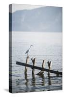 White Heron, Lake Toba (Danau Toba), North Sumatra, Indonesia, Southeast Asia, Asia-Matthew Williams-Ellis-Stretched Canvas