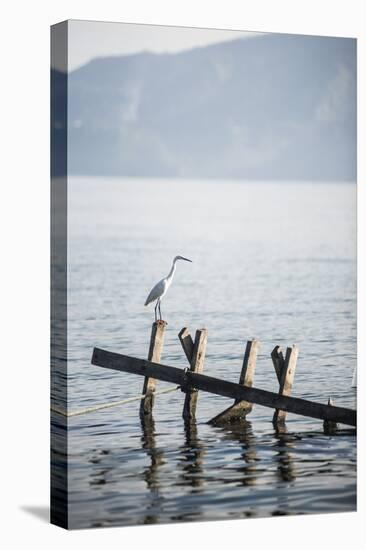 White Heron, Lake Toba (Danau Toba), North Sumatra, Indonesia, Southeast Asia, Asia-Matthew Williams-Ellis-Stretched Canvas