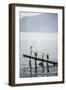 White Heron, Lake Toba (Danau Toba), North Sumatra, Indonesia, Southeast Asia, Asia-Matthew Williams-Ellis-Framed Photographic Print