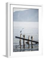 White Heron, Lake Toba (Danau Toba), North Sumatra, Indonesia, Southeast Asia, Asia-Matthew Williams-Ellis-Framed Photographic Print