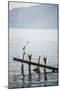 White Heron, Lake Toba (Danau Toba), North Sumatra, Indonesia, Southeast Asia, Asia-Matthew Williams-Ellis-Mounted Photographic Print