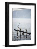 White Heron, Lake Toba (Danau Toba), North Sumatra, Indonesia, Southeast Asia, Asia-Matthew Williams-Ellis-Framed Photographic Print