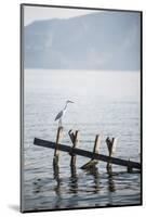 White Heron, Lake Toba (Danau Toba), North Sumatra, Indonesia, Southeast Asia, Asia-Matthew Williams-Ellis-Mounted Photographic Print