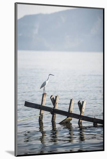 White Heron, Lake Toba (Danau Toba), North Sumatra, Indonesia, Southeast Asia, Asia-Matthew Williams-Ellis-Mounted Photographic Print