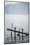 White Heron, Lake Toba (Danau Toba), North Sumatra, Indonesia, Southeast Asia, Asia-Matthew Williams-Ellis-Mounted Photographic Print