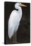 White Heron Portrait I-Tim OToole-Framed Stretched Canvas