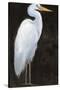 White Heron Portrait I-Tim OToole-Stretched Canvas