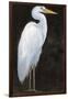 White Heron Portrait I-Tim OToole-Framed Art Print