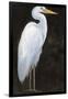 White Heron Portrait I-Tim OToole-Framed Art Print