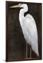 White Heron Portrait II-Tim OToole-Framed Art Print