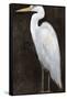 White Heron Portrait II-Tim OToole-Framed Stretched Canvas