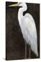 White Heron Portrait II-Tim OToole-Stretched Canvas