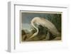 White Heron-John James Audubon-Framed Giclee Print