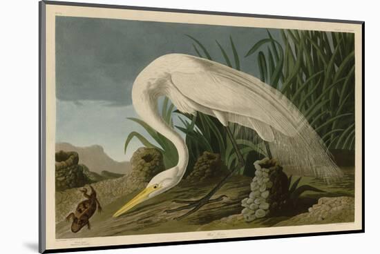 White Heron-John James Audubon-Mounted Giclee Print