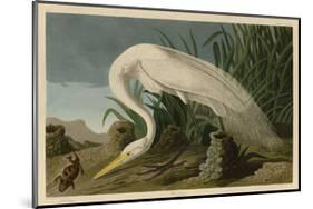 White Heron-John James Audubon-Mounted Giclee Print