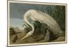 White Heron-John James Audubon-Mounted Giclee Print