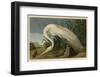 White Heron-John James Audubon-Framed Art Print