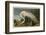 White Heron-John James Audubon-Framed Art Print