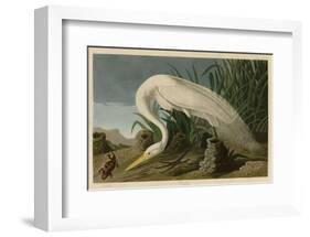 White Heron-John James Audubon-Framed Art Print