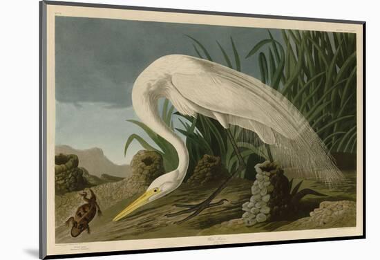 White Heron-John James Audubon-Mounted Art Print