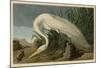 White Heron-John James Audubon-Mounted Art Print