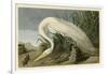 White Heron-John James Audubon-Framed Giclee Print