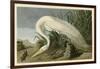 White Heron-John James Audubon-Framed Giclee Print