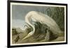 White Heron-John James Audubon-Framed Giclee Print