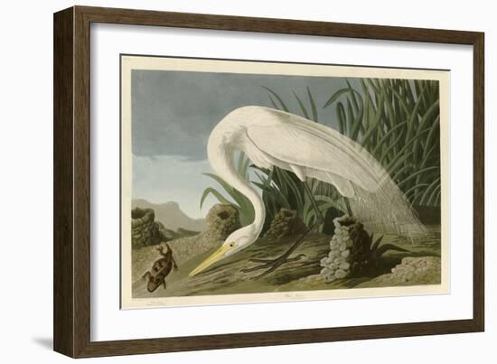 White Heron-John James Audubon-Framed Giclee Print