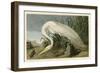 White Heron-John James Audubon-Framed Giclee Print