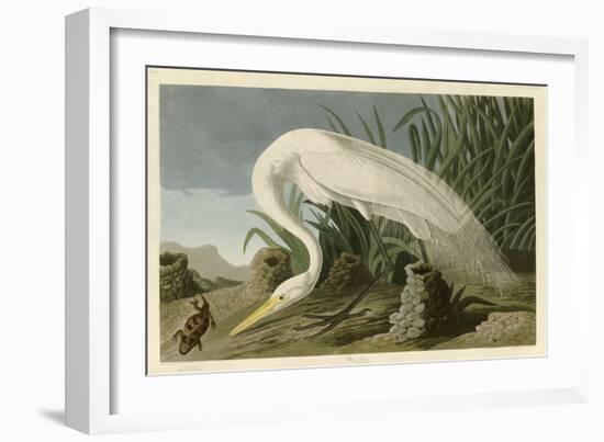 White Heron-John James Audubon-Framed Giclee Print