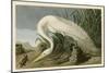 White Heron-John James Audubon-Mounted Giclee Print