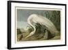 White Heron-John James Audubon-Framed Giclee Print