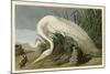 White Heron-John James Audubon-Mounted Giclee Print