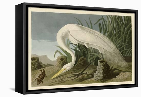 White Heron-John James Audubon-Framed Stretched Canvas
