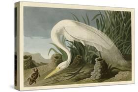 White Heron-John James Audubon-Stretched Canvas