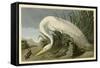 White Heron-John James Audubon-Framed Stretched Canvas