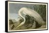 White Heron-John James Audubon-Framed Stretched Canvas