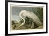 White Heron-John James Audubon-Framed Giclee Print