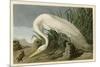 White Heron-John James Audubon-Mounted Giclee Print