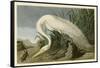 White Heron-John James Audubon-Framed Stretched Canvas