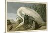 White Heron-John James Audubon-Stretched Canvas