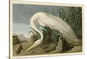 White Heron-John James Audubon-Stretched Canvas