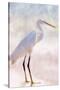 White Heron-Kimberly Allen-Stretched Canvas