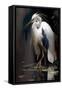 White Heron-Vivienne Dupont-Framed Stretched Canvas