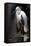 White Heron-Vivienne Dupont-Framed Stretched Canvas