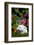 White Holland Lop Rabbit on Club Moss with Background of Summer Flowers, Torrington-Lynn M^ Stone-Framed Photographic Print