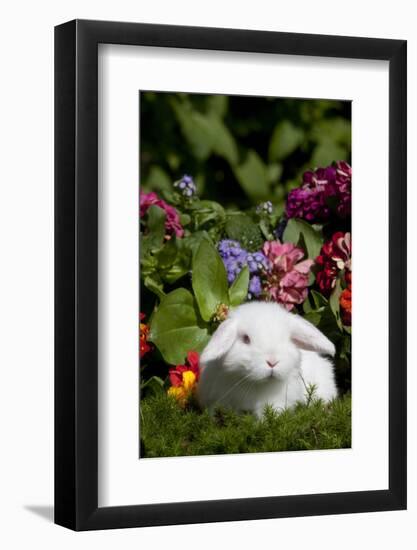White Holland Lop Rabbit on Club Moss with Background of Summer Flowers, Torrington-Lynn M^ Stone-Framed Photographic Print